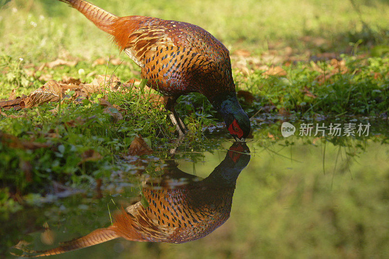 野鸡(Phasianus colchicus)